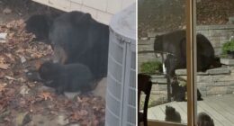 Mama bear, 4 cubs settle underneath NJ family's porch â and show no signs of leaving